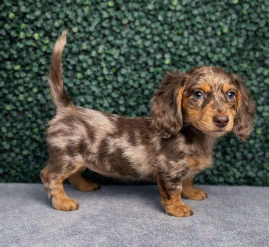 [#25859-04] Chocolate / Tan F Dachshund Puppies for Sale