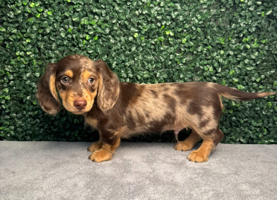 [#25859-03] Chocolate / Tan M Dachshund Puppies for Sale