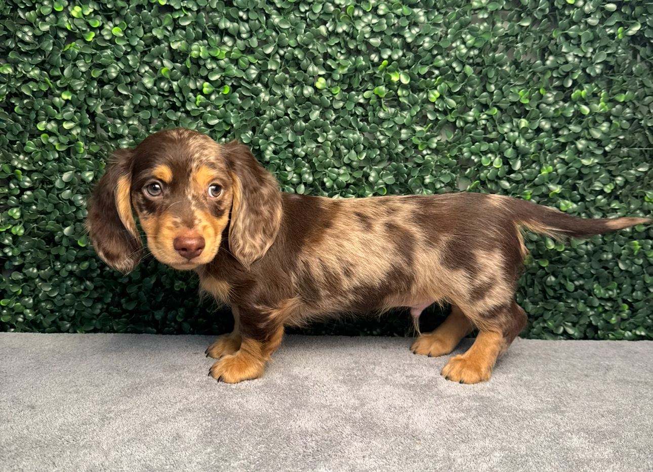 Mini Dachshund - 5067 Image #1