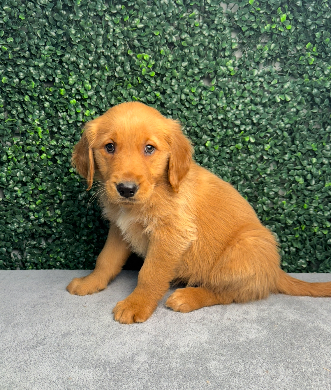 Golden Retriever - 5065 Image #1