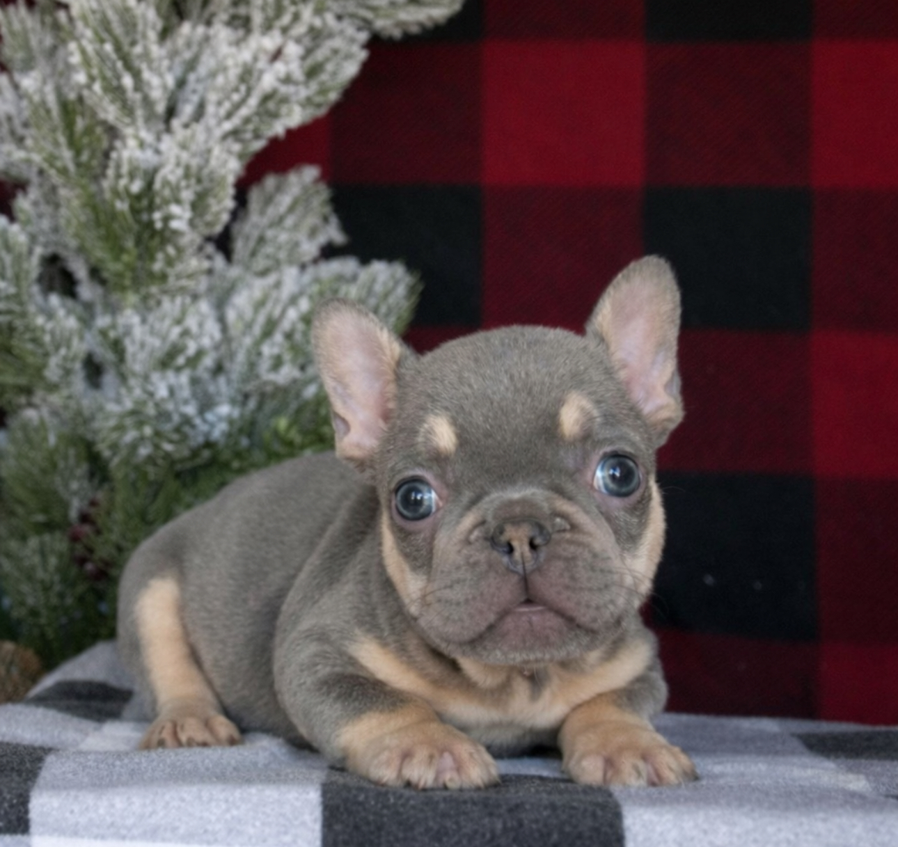 French Bulldog - 5064 Image #1