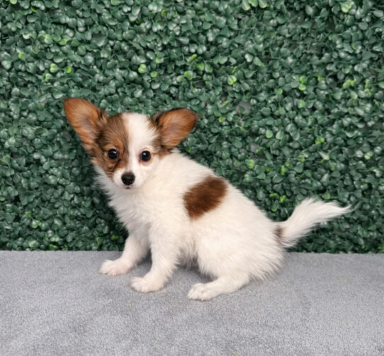 [#252654-03] Tri-Colored F Papillon Puppies for Sale