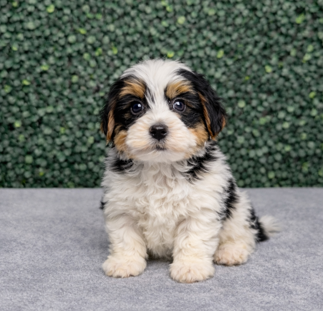 Yorkshire Terrier - 5083 Image #1