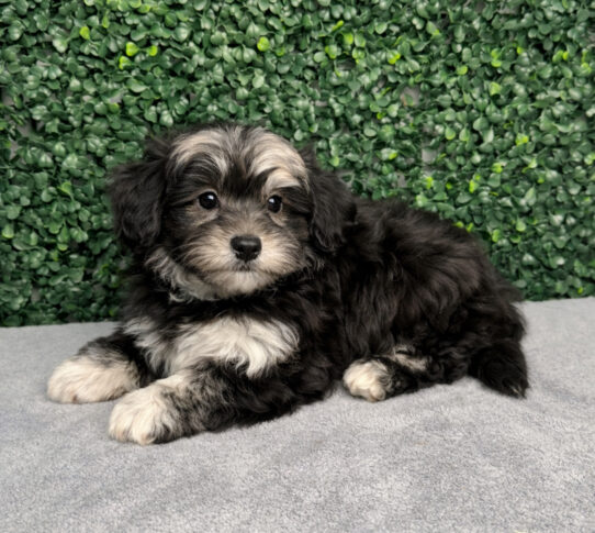 [#252535-01] Black M Maltipoo Puppies for Sale