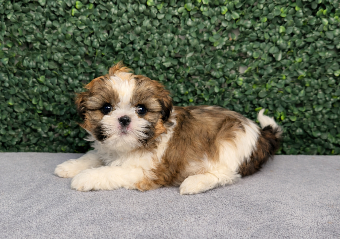 Shih Tzu - 5082 Image #1