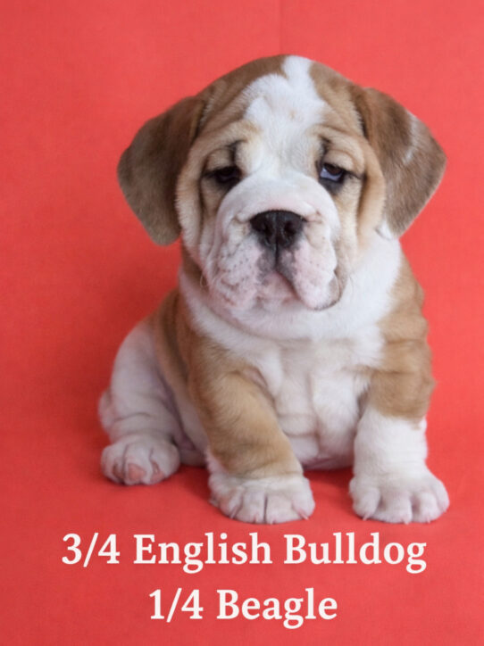 [#252603-03] Fawn / White F Mini Bullies Puppies for Sale