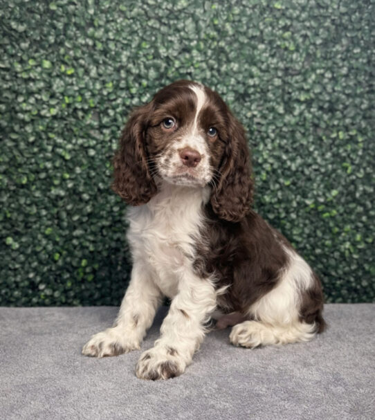 [#252634-01] Chocolate / White M Cocker Spaniel Puppies for Sale
