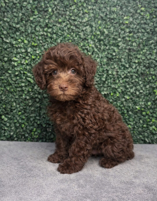 [#252712-01] Chocolate M Schnoodle Puppies for Sale