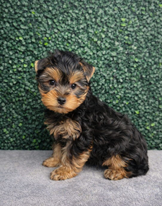 [#252588-01] Black / Tan M Yorkshire Terrier Puppies for Sale