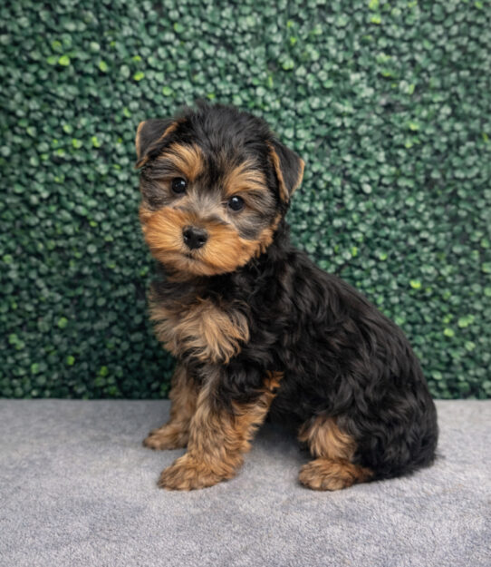 [#252588-02] Black / Tan M Yorkshire Terrier Puppies for Sale