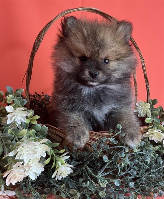 [#2666-01] Sable M Pomeranian Puppies for Sale