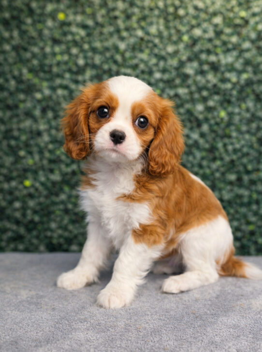 [#2612-03] Blenheim F Cavalier King Charles Spaniel Puppies for Sale