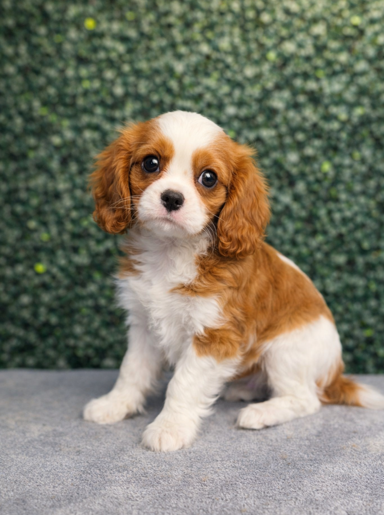 Cavalier King Charles Spaniel - 5092 Image #1