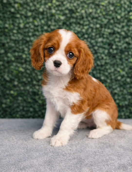 [#2612-01] Blenheim M Cavalier King Charles Spaniel Puppies for Sale