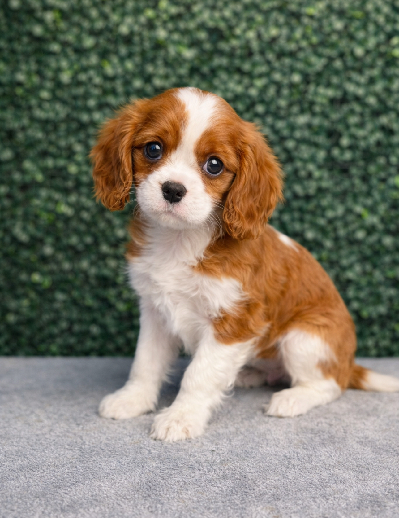 Cavalier King Charles Spaniel - 5091 Image #1
