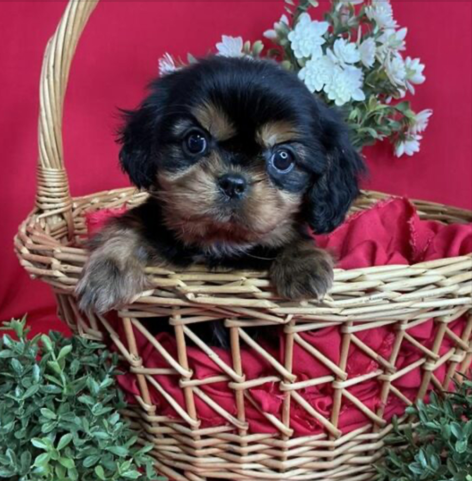 Cavalier King Charles Spaniel - 5094 Image #2