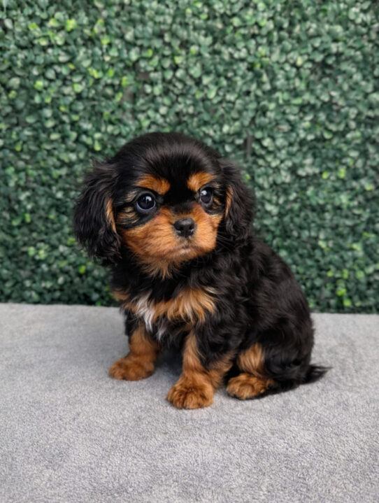 [#252608-01] Black / Tan M Cavalier King Charles Spaniel Puppies for Sale