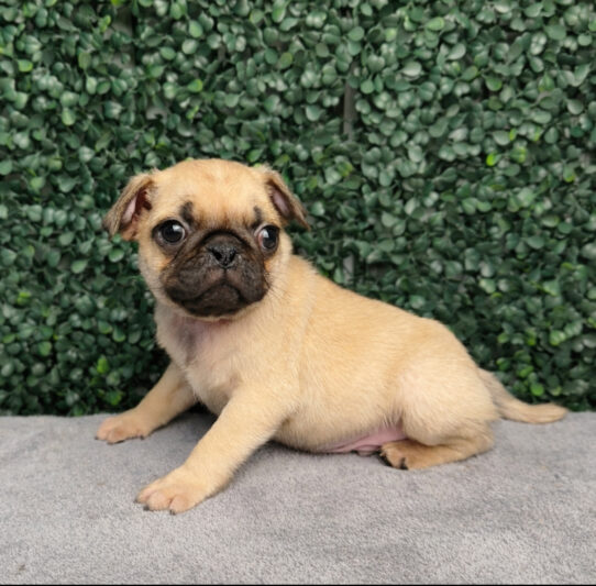[#252745-02] Fawn M Pug Puppies for Sale