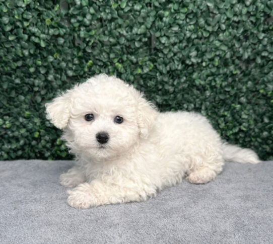 [#2642-01] White M Bichon Frise Puppies for Sale