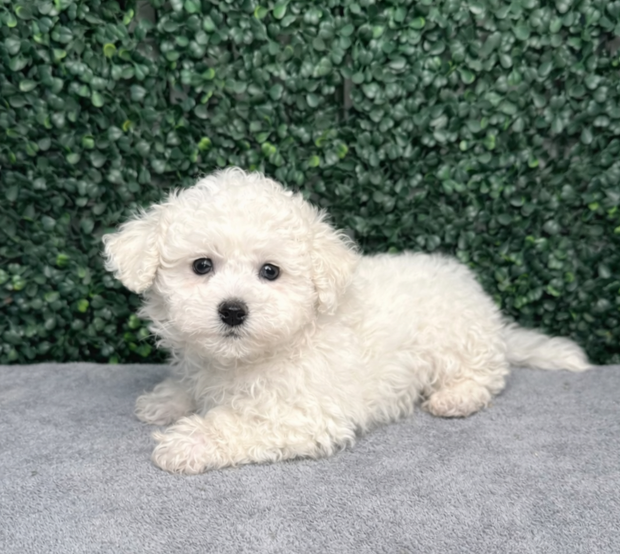 Bichon Frise - 5096 Image #1