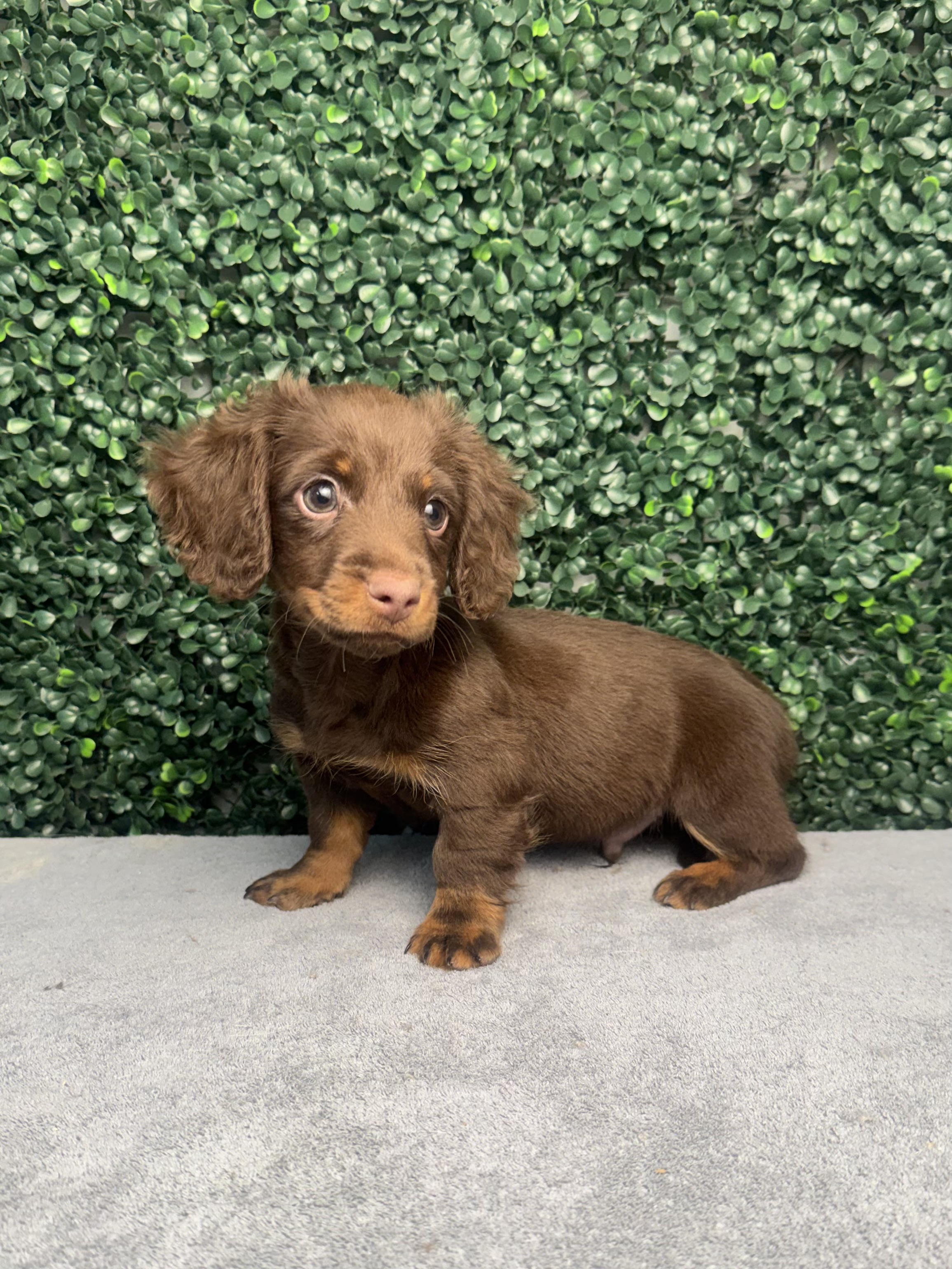 Mini Dachshund - 5104 Image #1