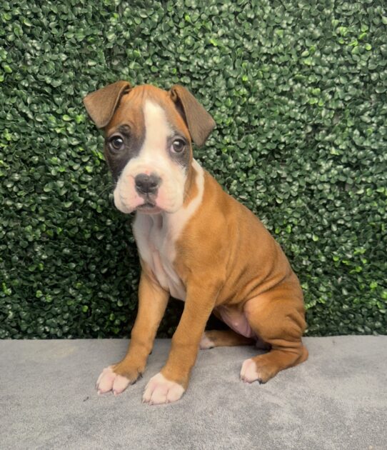 [#2638-09] Fawn / White F Boxer Puppies for Sale