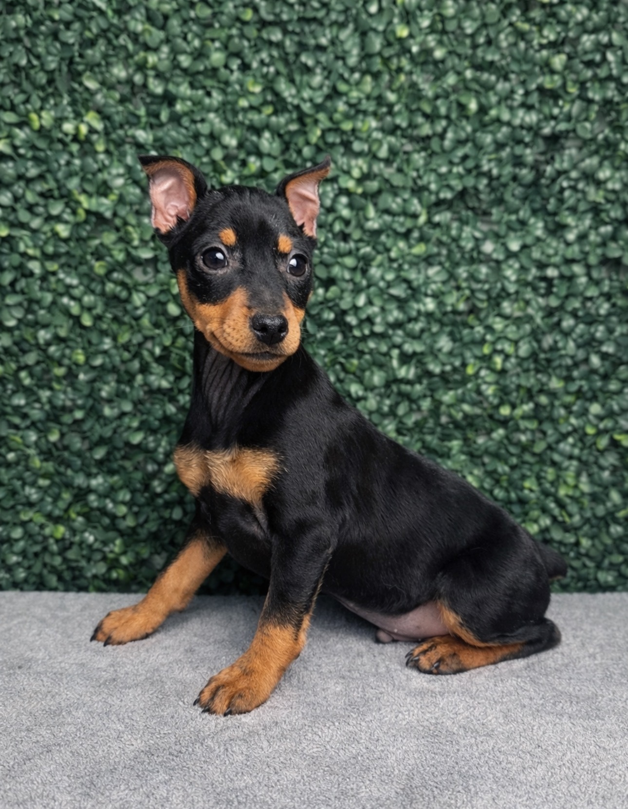 Miniature Pinscher - 5100 Image #1