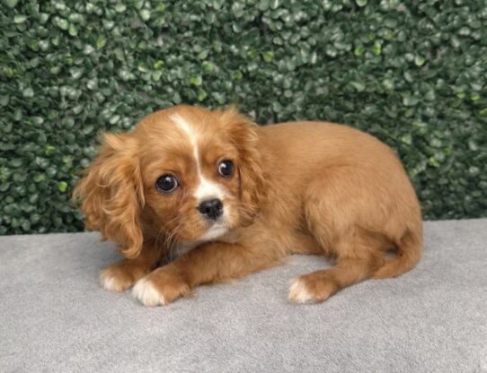 [#2624-04] Ruby F Cavalier King Charles Spaniel Puppies for Sale