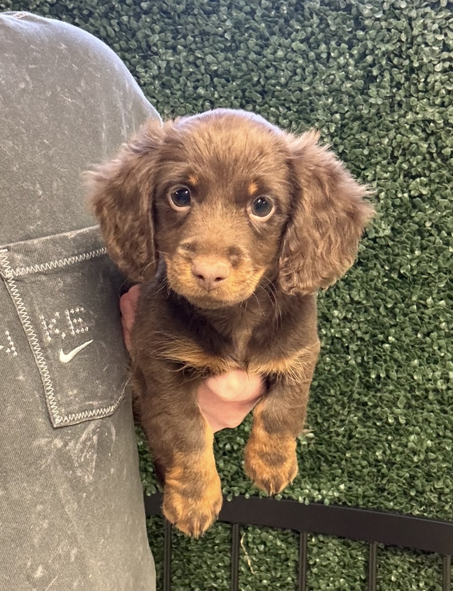 Mini Dachshund - 5104 Image #2