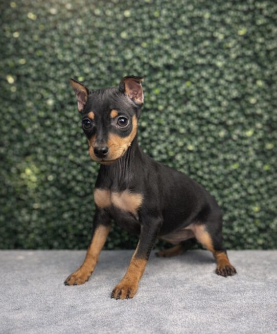 [#2662-03] Black / Tan F Miniature Pinscher Puppies for Sale