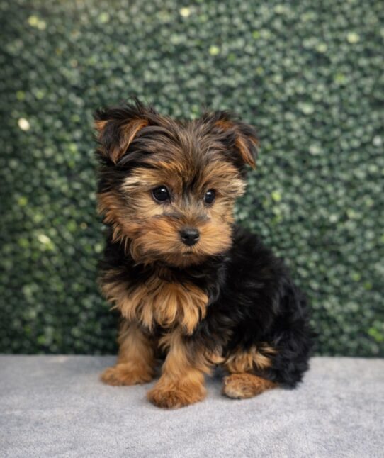 Yorkshire Terrier-Dog-Female--5099-Tiny Paws