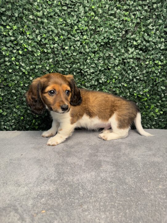 Mini Dachshund puppy