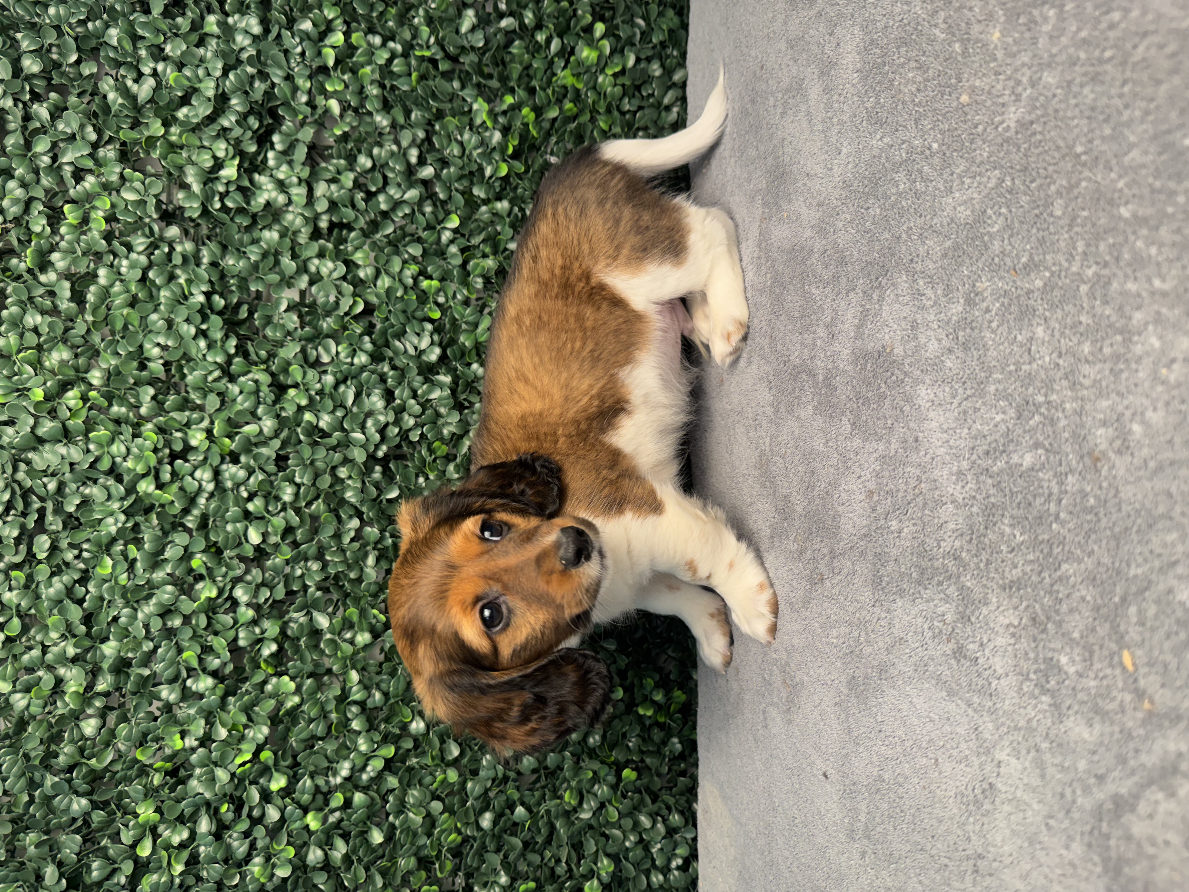 Mini Dachshund - 5117 Image #1