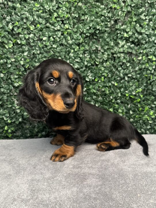 [#26107-01] Black / Tan M Dachshund Puppies for Sale