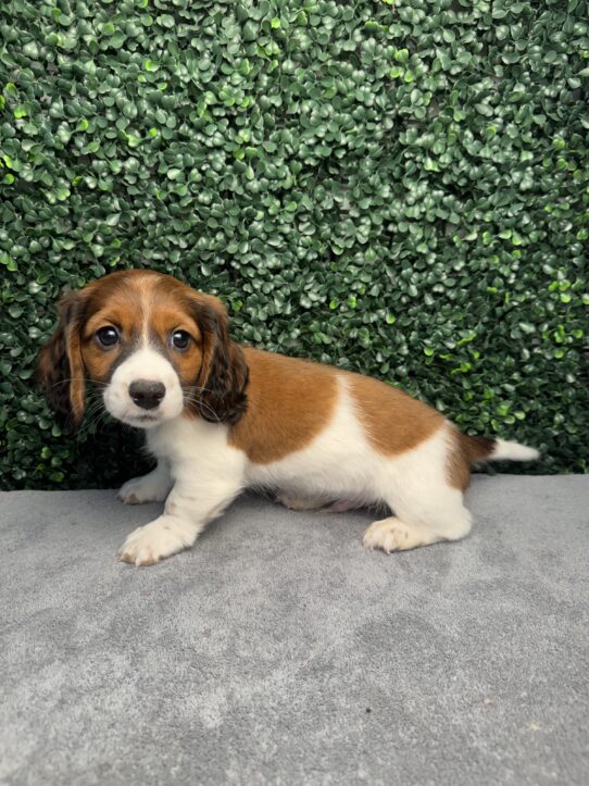 [#2697-01] Sable / White M Dachshund Puppies for Sale