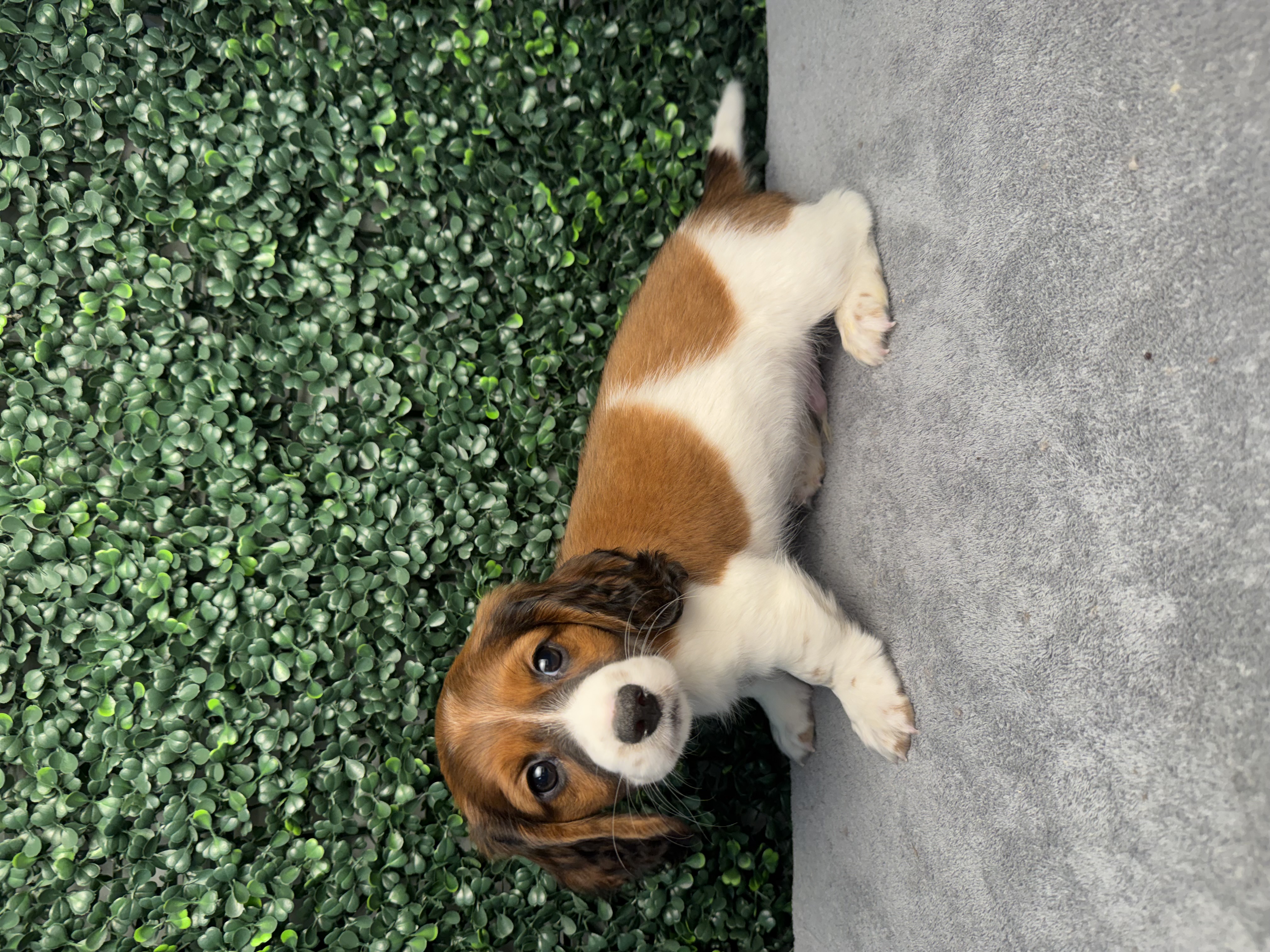 Mini Dachshund - 5114 Image #1