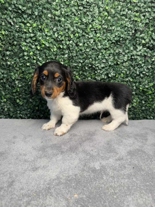 [#2697-02] Black Tan / White M Dachshund Puppies for Sale