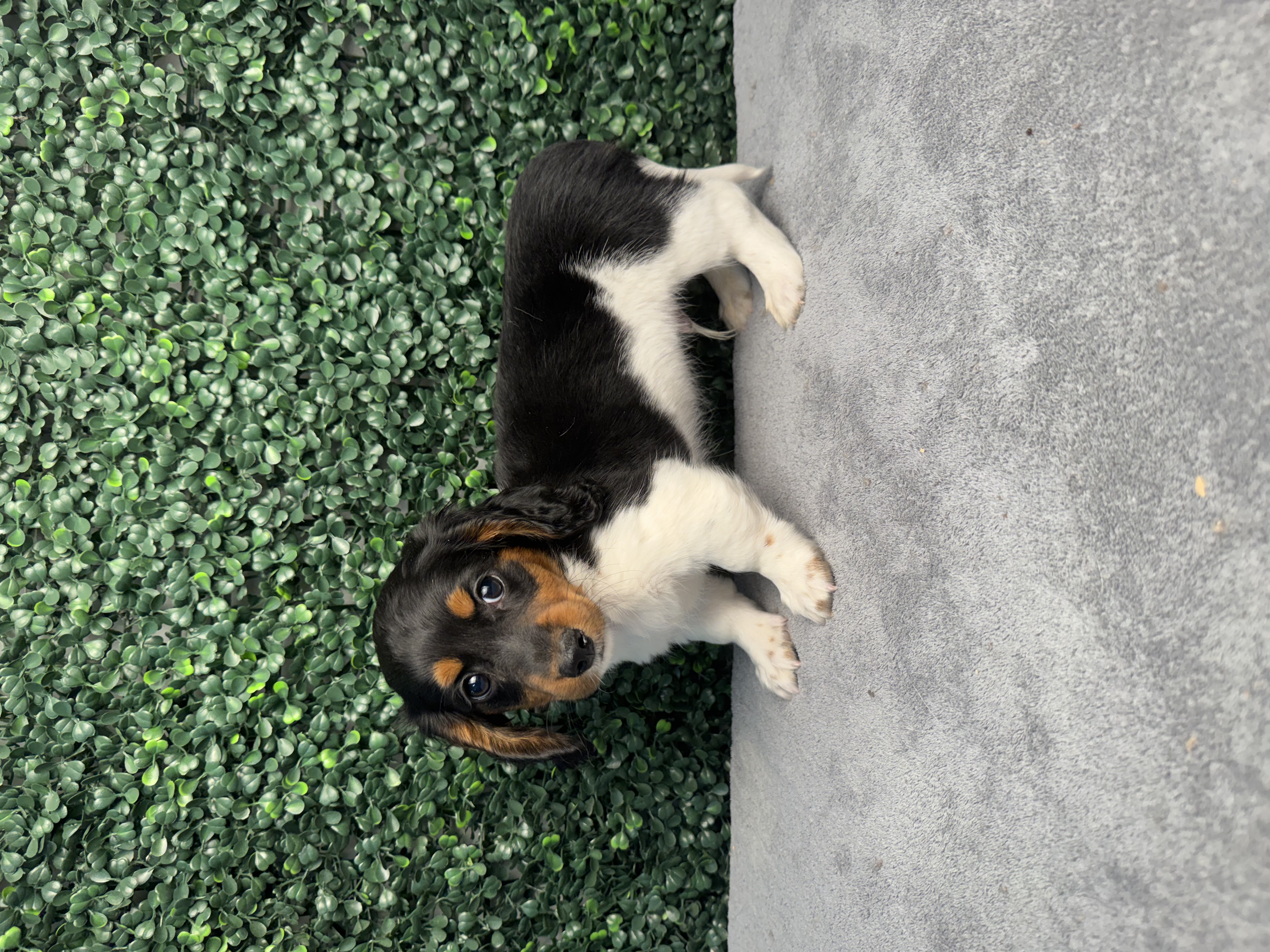 Mini Dachshund - 5115 Image #1