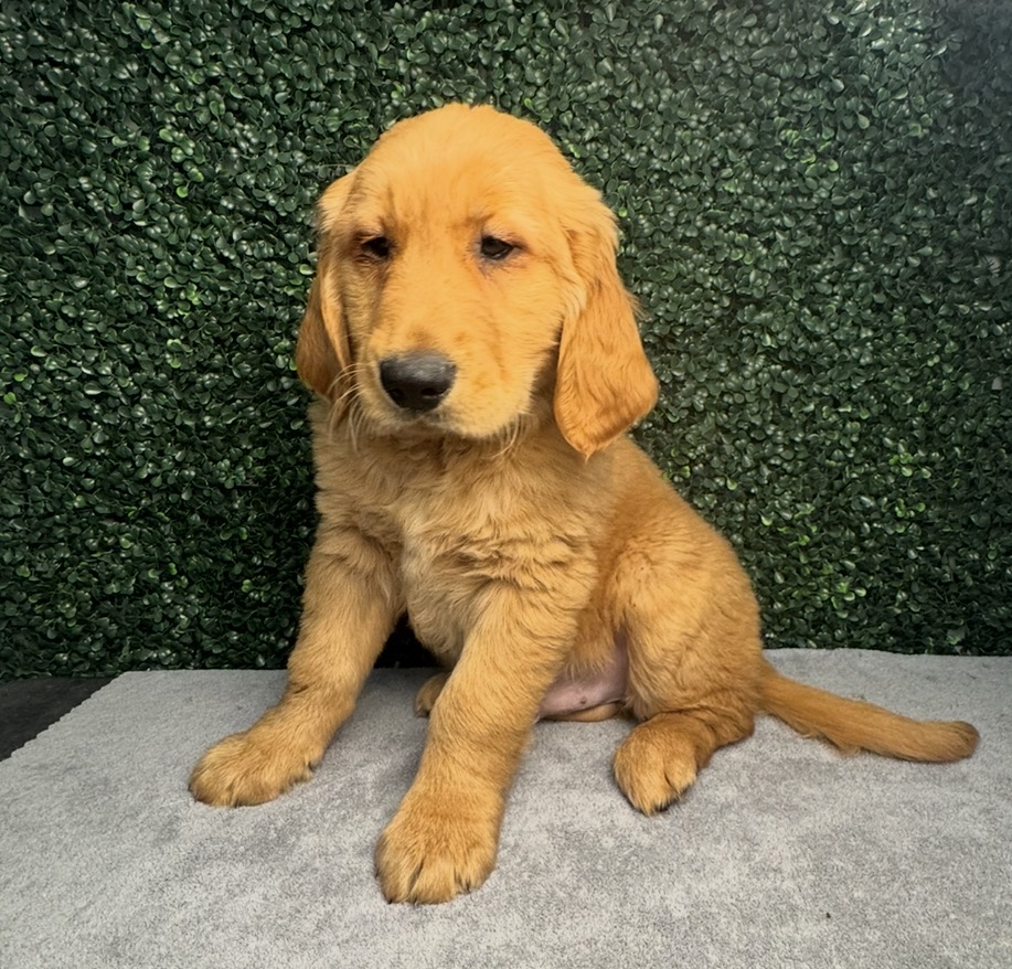 Golden Retriever - 5107 Image #1