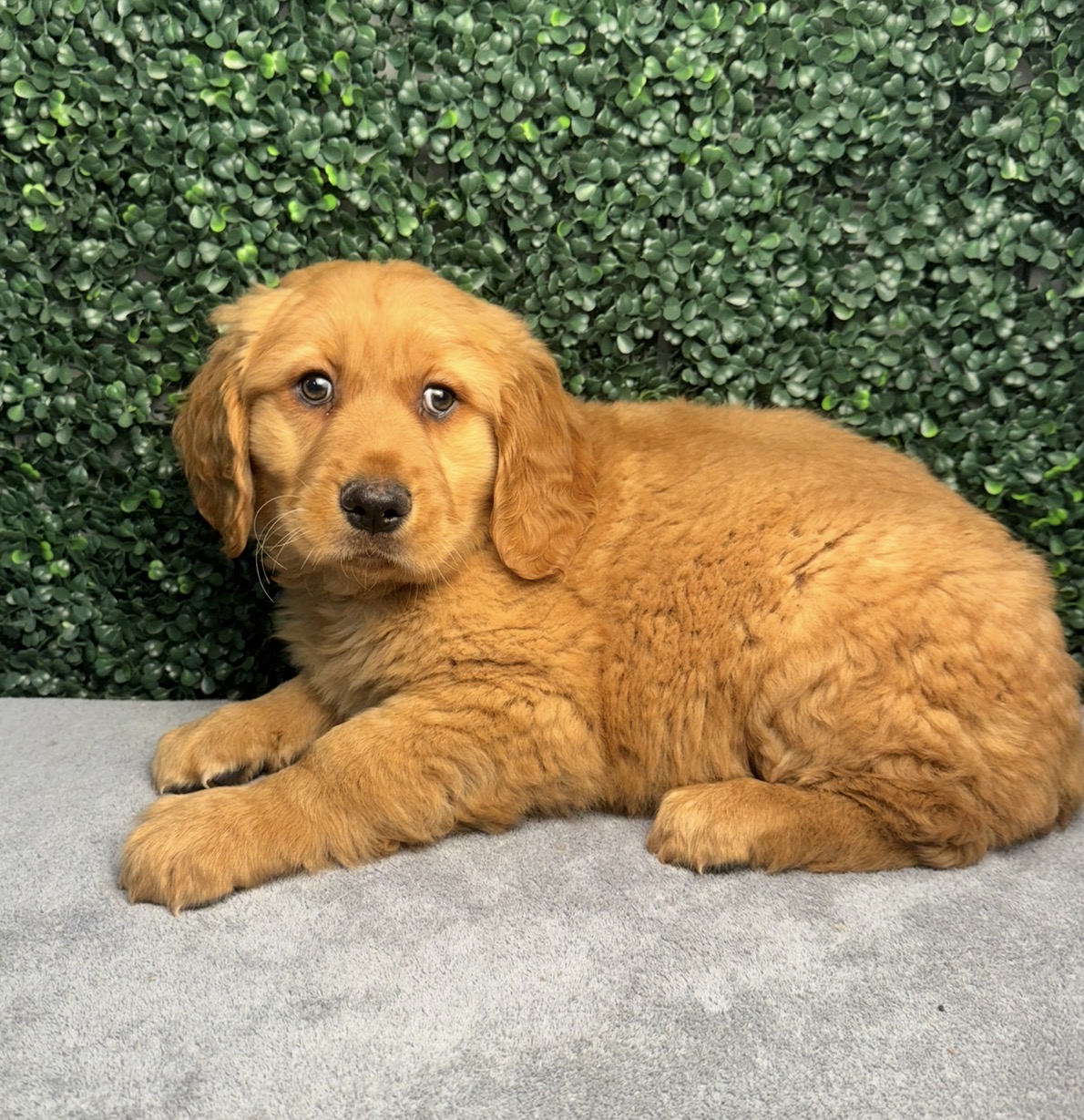 Golden Retriever - 5106 Image #1