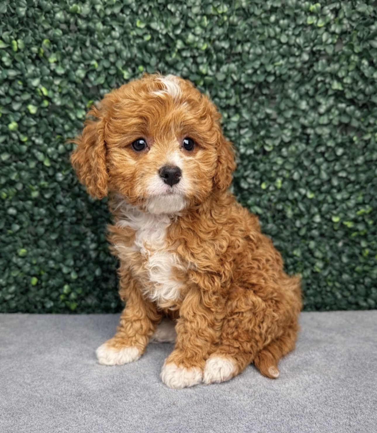 Cavapoo - 5109 Image #1