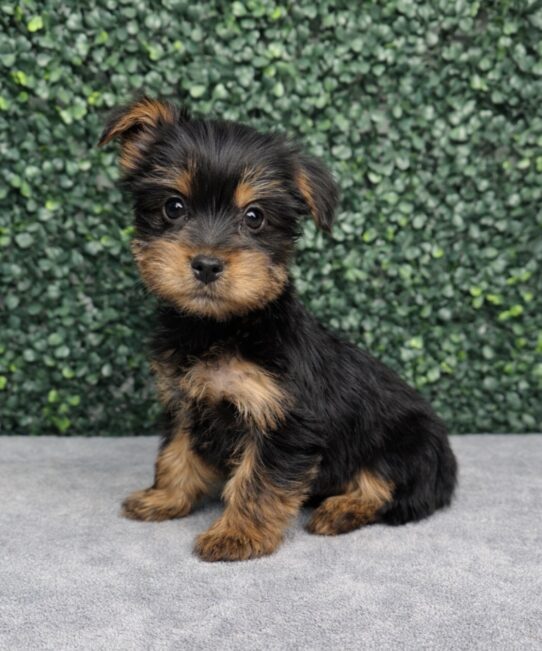 [#26105-04] Black / Tan F Yorkshire Terrier Puppies for Sale