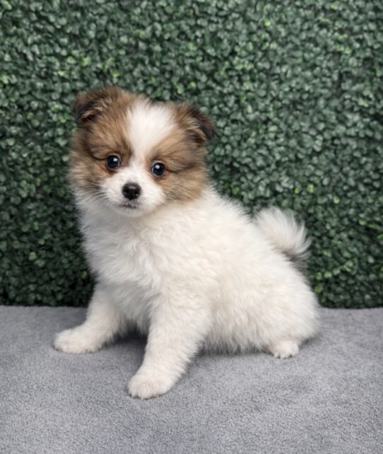 [#2691-02] Brown / White F Pomeranian Puppies for Sale