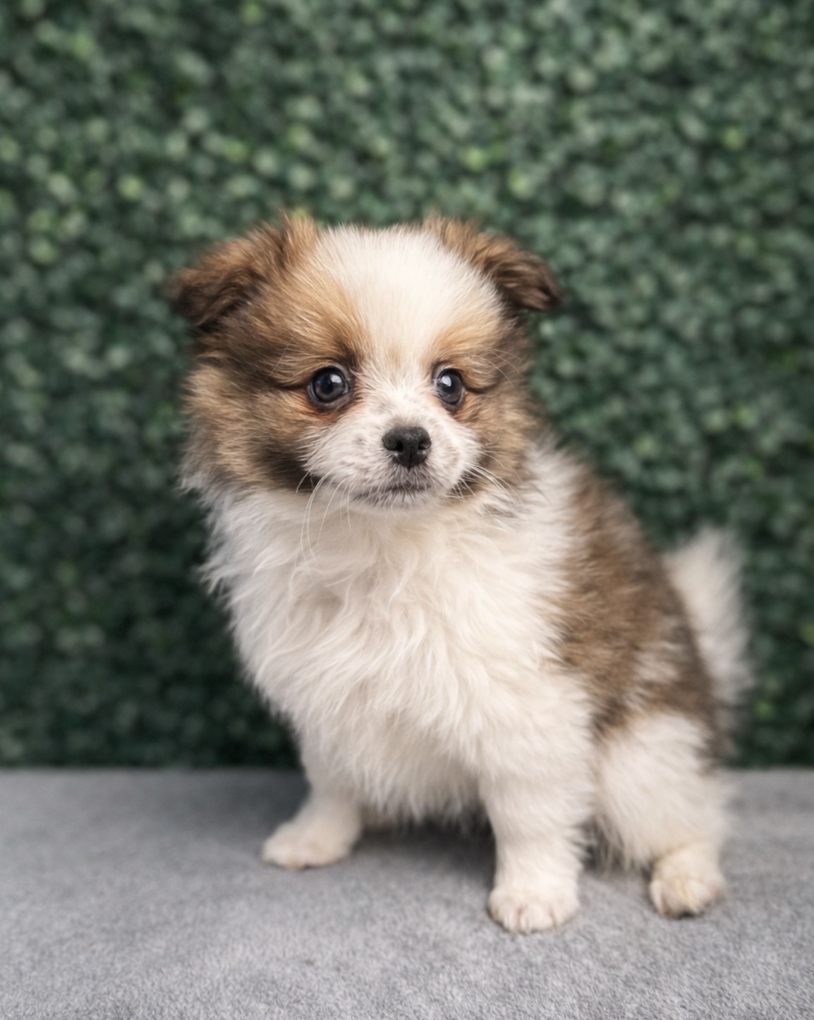 Pomeranian - 5110 Image #1