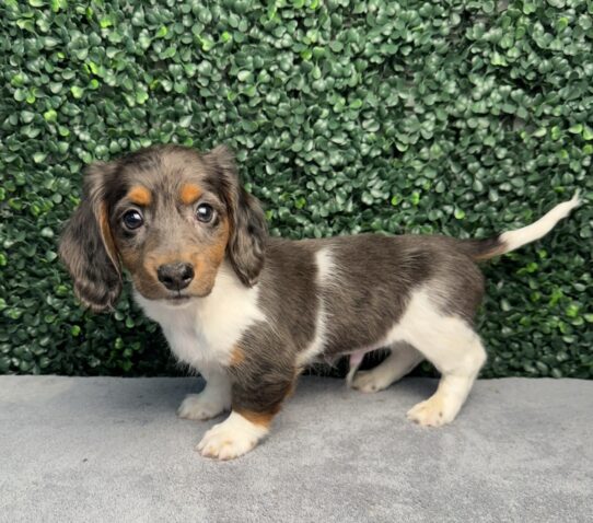 [#2697-03] Blue Dapple / Tan M Dachshund Puppies for Sale
