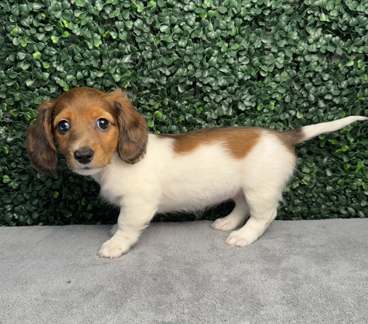 Mini Dachshund - 5118 Image #1