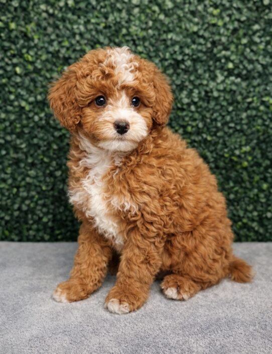 Poodle Mini-Dog-Female--5113-Tiny Paws