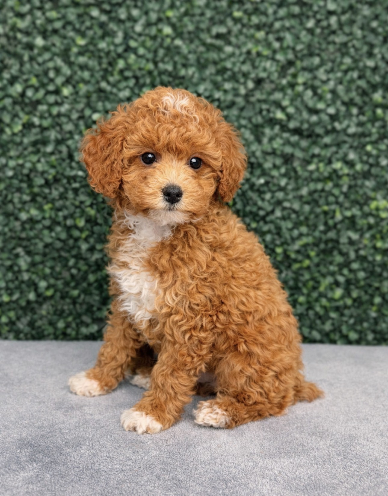 Poodle Mini - 5112 Image #1