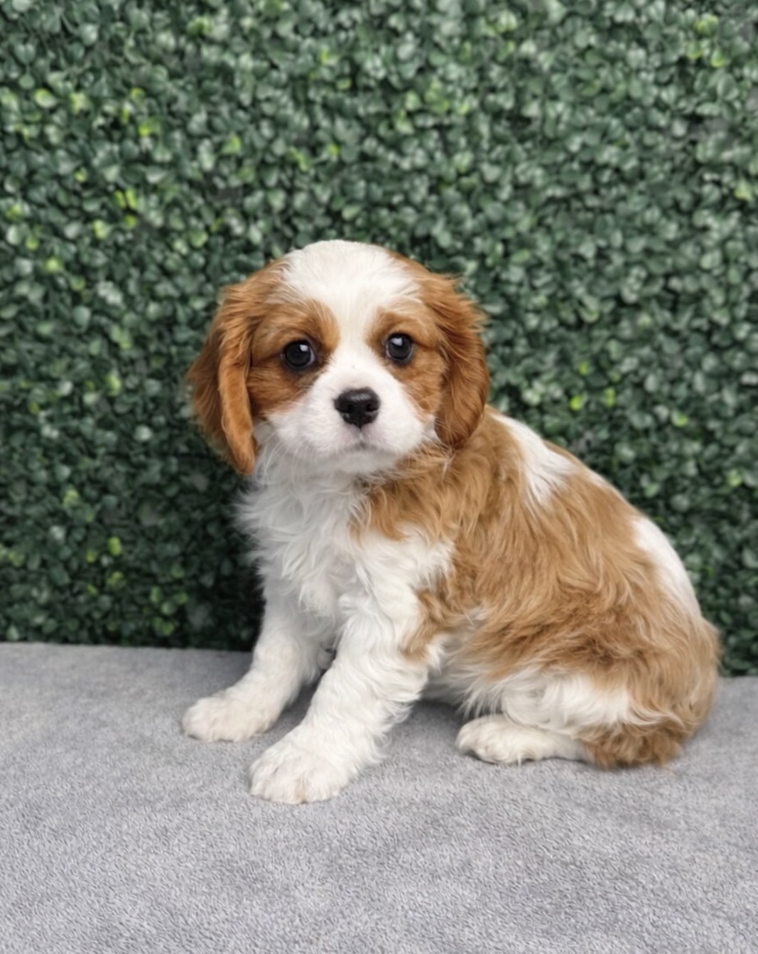 Cavalier King Charles Spaniel - 5120 Image #1