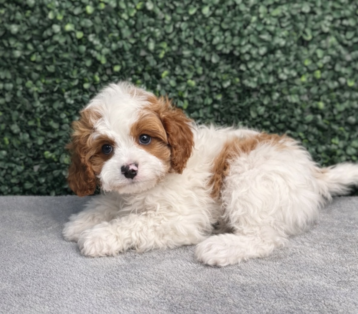 Cavapoo - 5123 Image #1